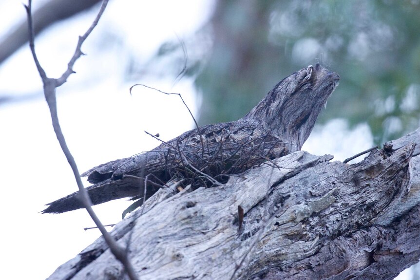 A Tawny Frogmouth sits on a nest