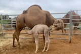 A mother camel and her baby are sniffing each other on a farm