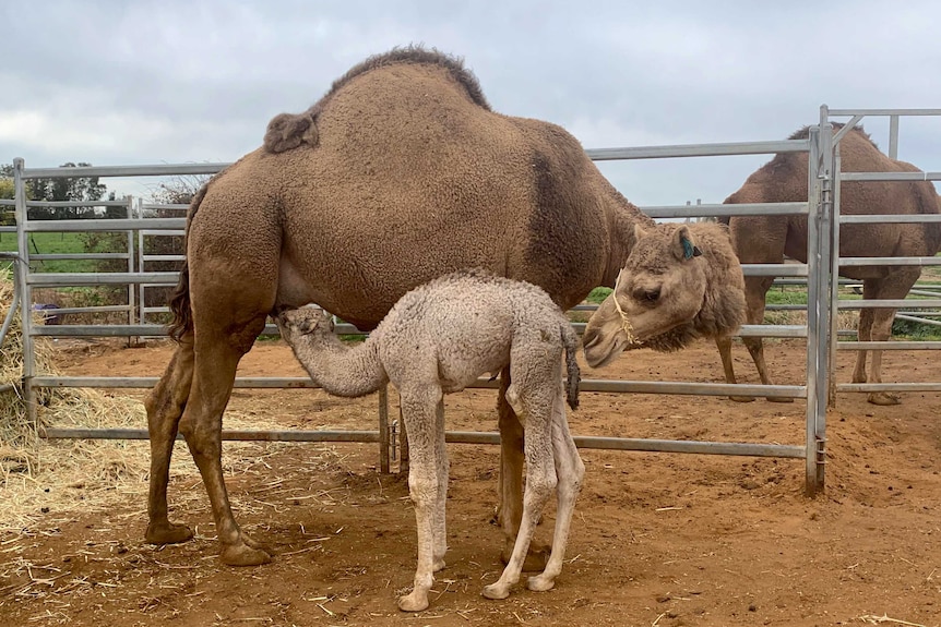 A mother camel and her baby are sniffing each other on a farm