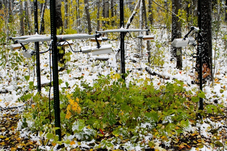 Stand of trees in North America showing plant respiration experiment including infrared heaters