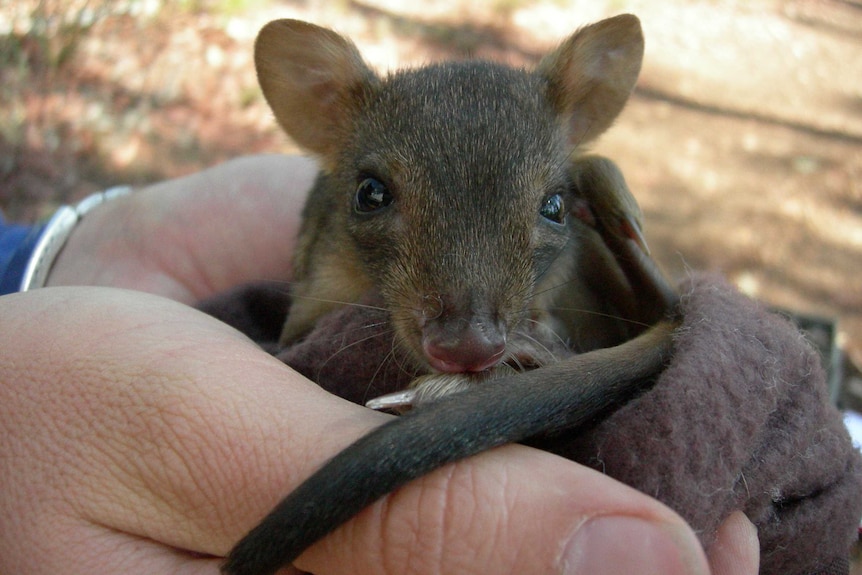 A marsupial held in two hands
