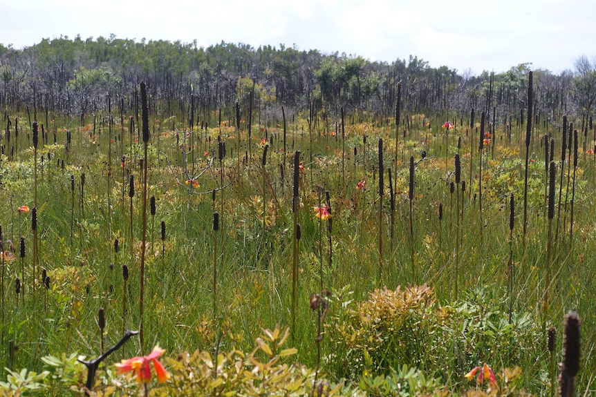 A field of grasses and red and yellow flowers.