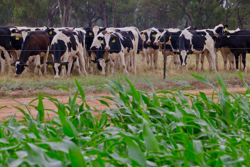 Dairy cows in the paddock