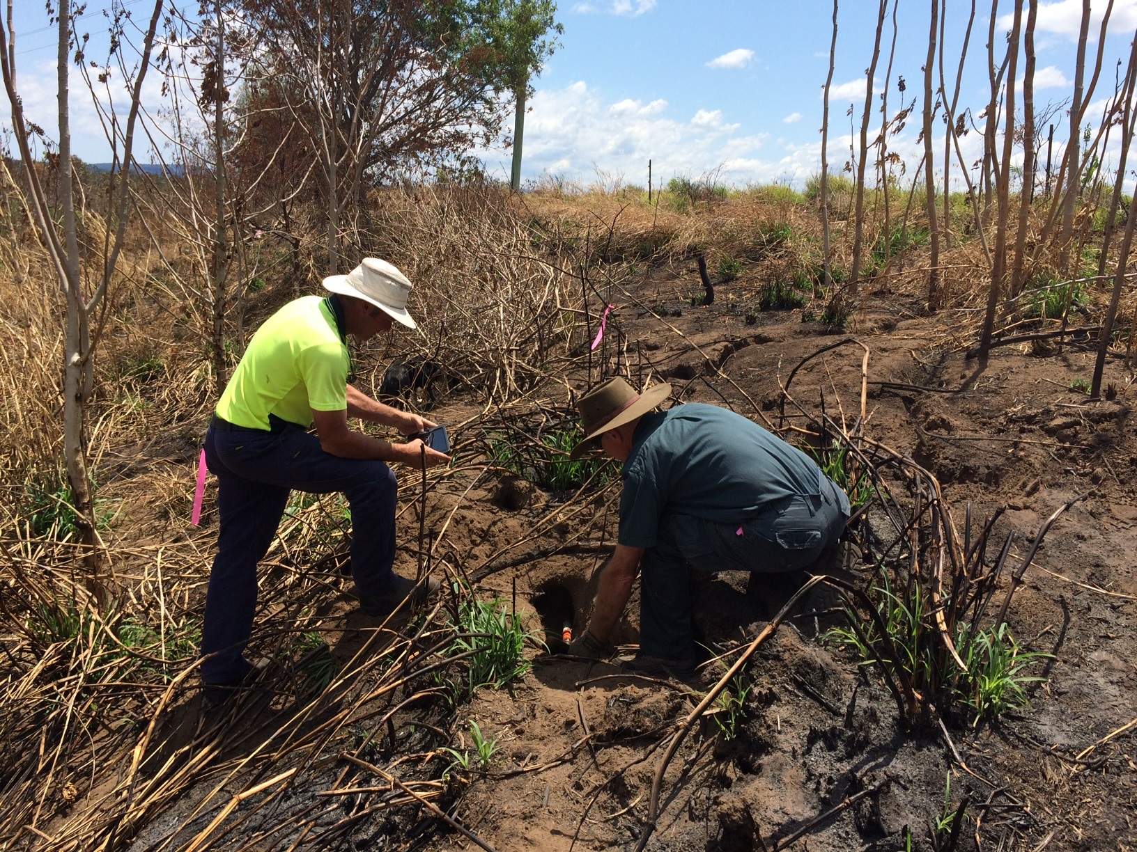 Tenthill Creek rabbit infestation could threaten Lockyer Valley ...