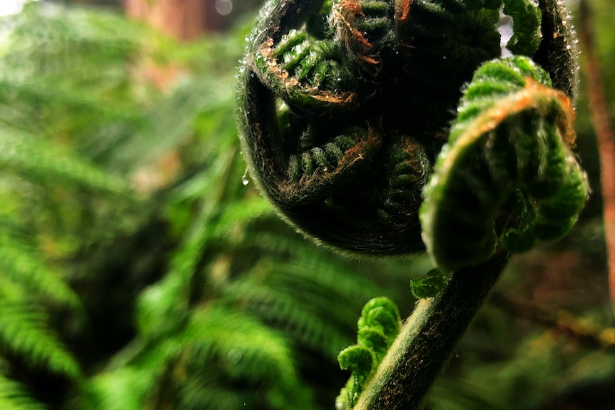 Close up of a fern.