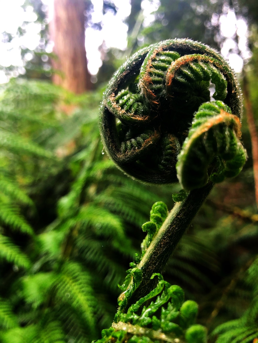 Close up of a fern.