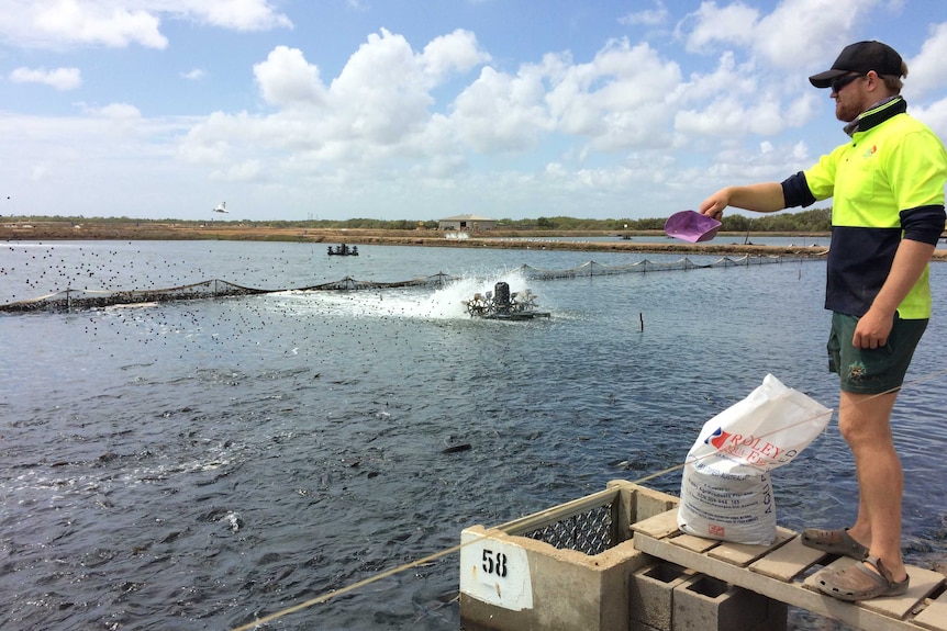 The cobia fish farm in Ayr