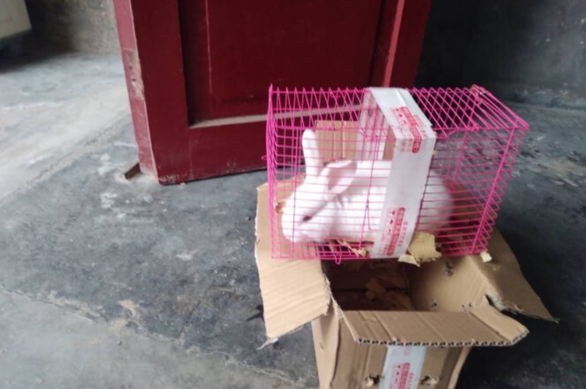 An image posted by a JD.com customer who bought a pet rabbit, delivered to his door in a cage and cardboard box.