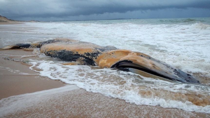 A whale carcass has washed up at Belivdere Beach, near Australind in WA. June 11, 2014.