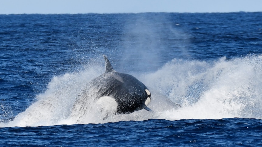 An orca leaping out of the ocean.