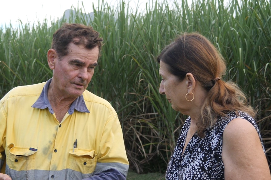 A man and woman are talking in front of sugar cane.