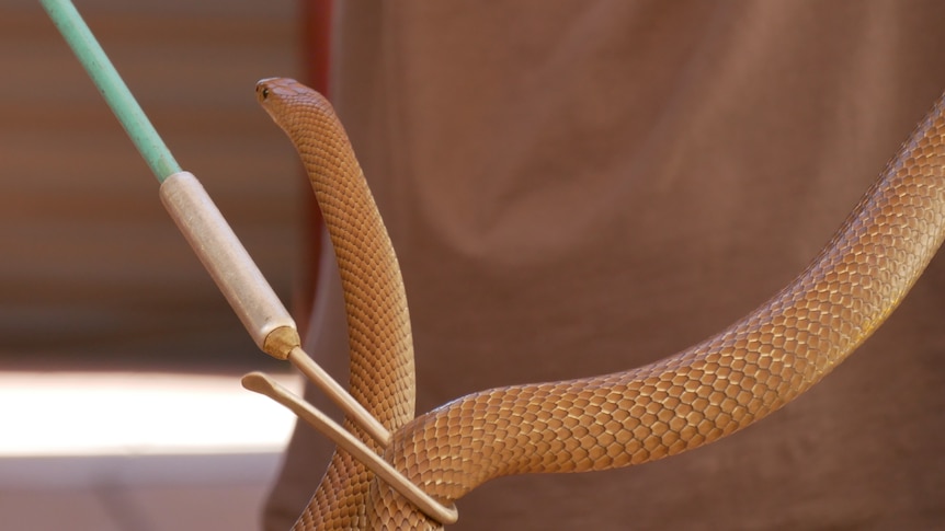 A snake loops around a hook being used to hold it up, looking back away from the camera.