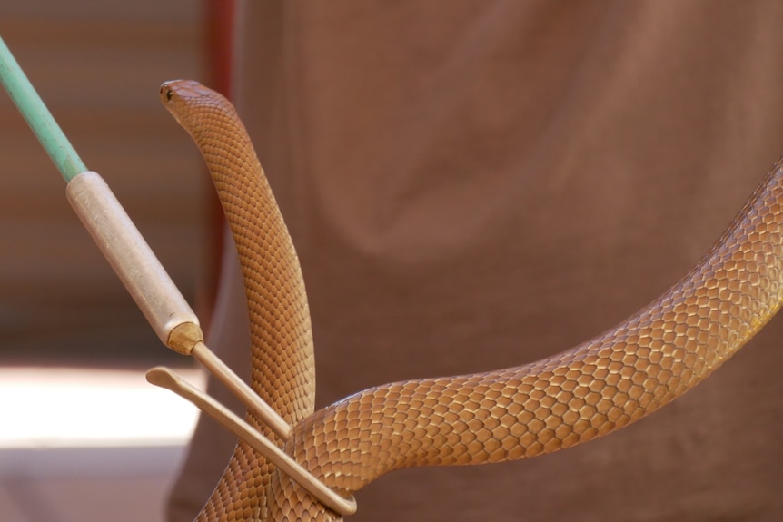 A snake loops around a hook being used to hold it up, looking back away from the camera.