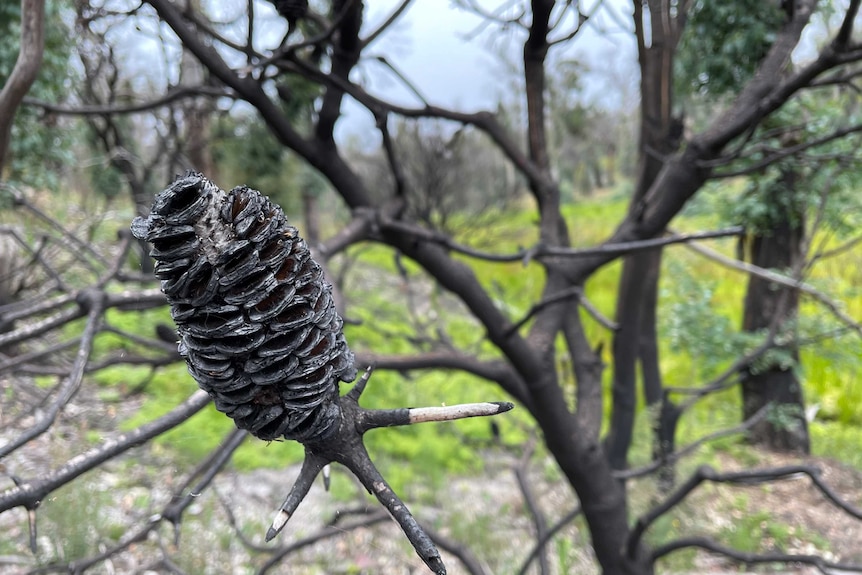 Close up picture of burnt pine cone on blackened tree