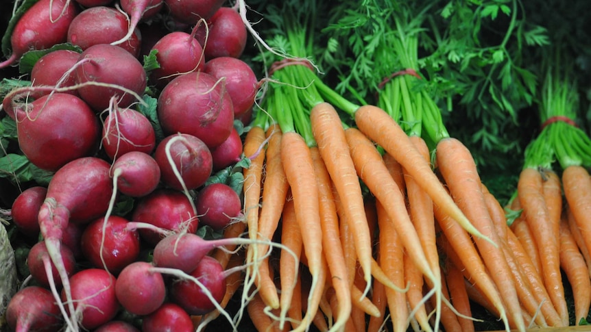 Raddishes and carrots on display at a vegetable store.