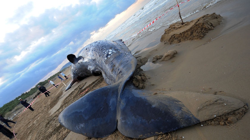 Another whale on SA beach - file photo