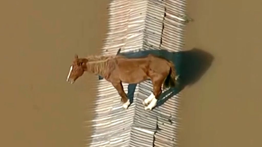 Horse stranded on rooftop in Brazil - ABC News