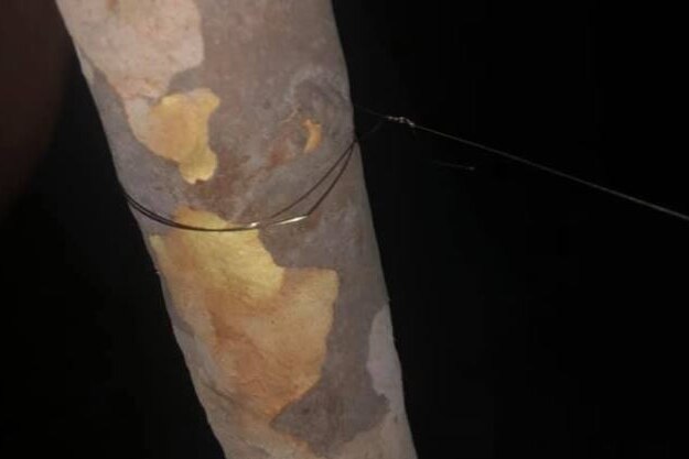 Copper wire found tied to trees across an Upper Coomera trail bike track