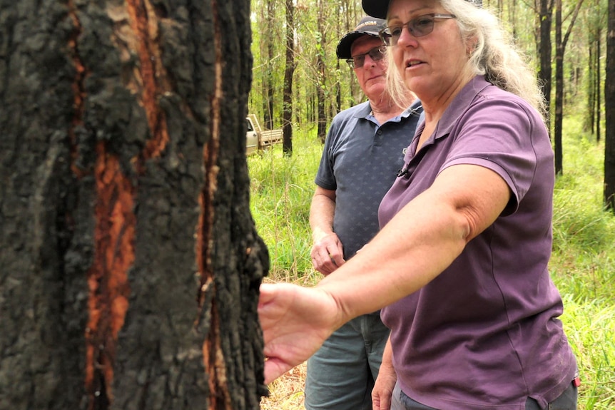An older man and woman look at a burn tree trunk in a timber plantation.