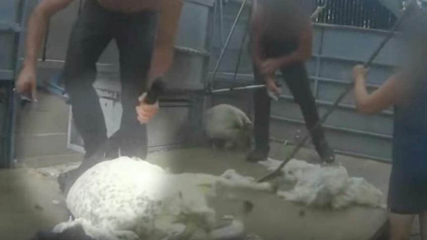 A screenshot of the video released by PETA of UK shearers stamping on sheep.