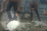 A screenshot of the video released by PETA of UK shearers stamping on sheep.