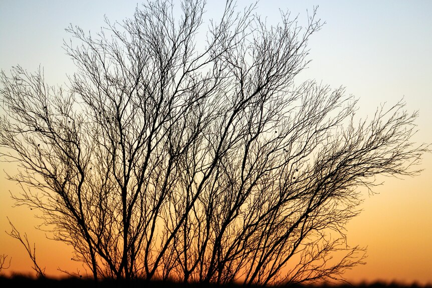 The silhoutte of a leaf-less tree against the burnt orange sunset