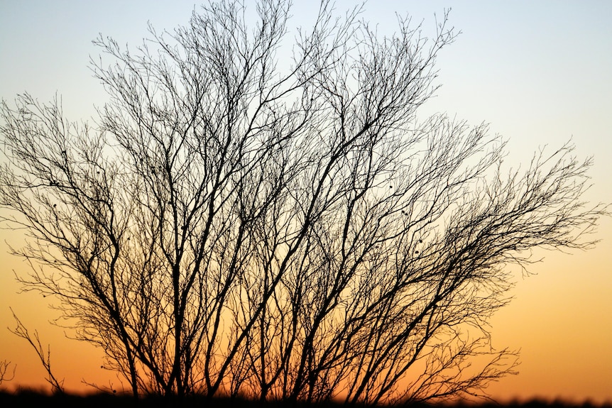 The silhoutte of a leaf-less tree against the burnt orange sunset