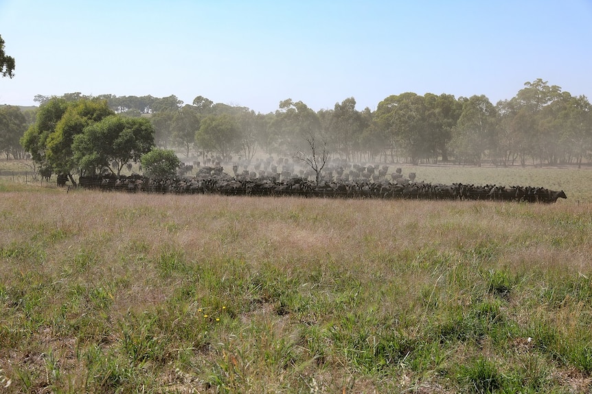 A mob of about 350 cattle in health green pasture of David Marsh's farm at Boorowa.