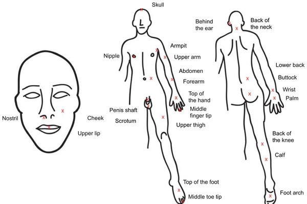 Honey bee sting pain index by body location