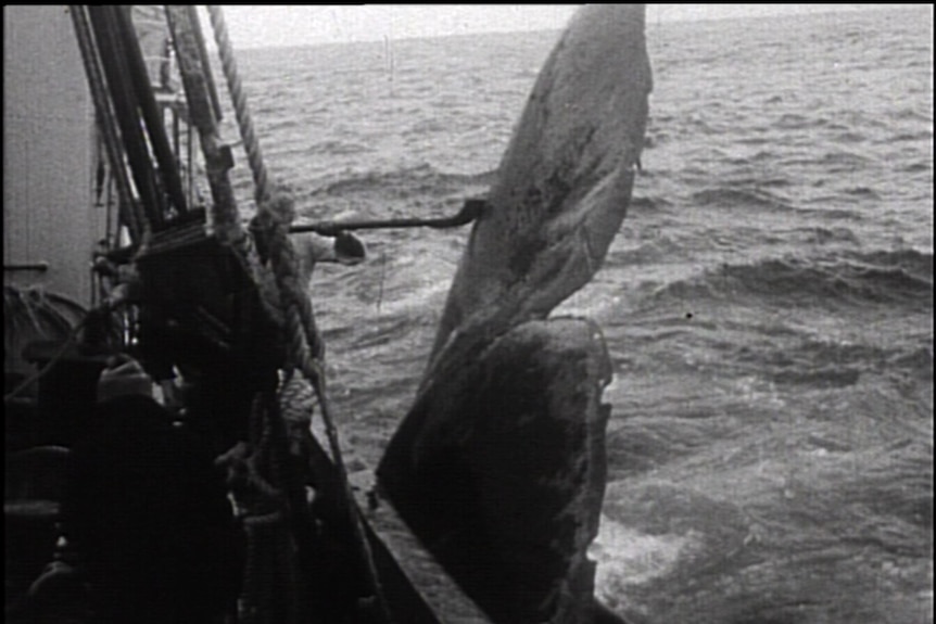 Whaling off Albany in 1963