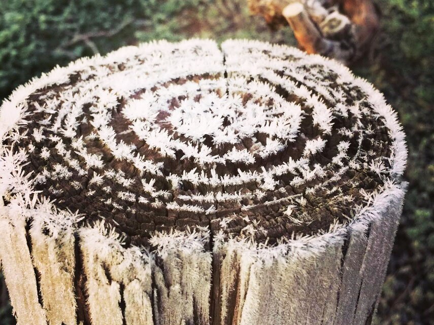ice on a stump in the Barossa Valley