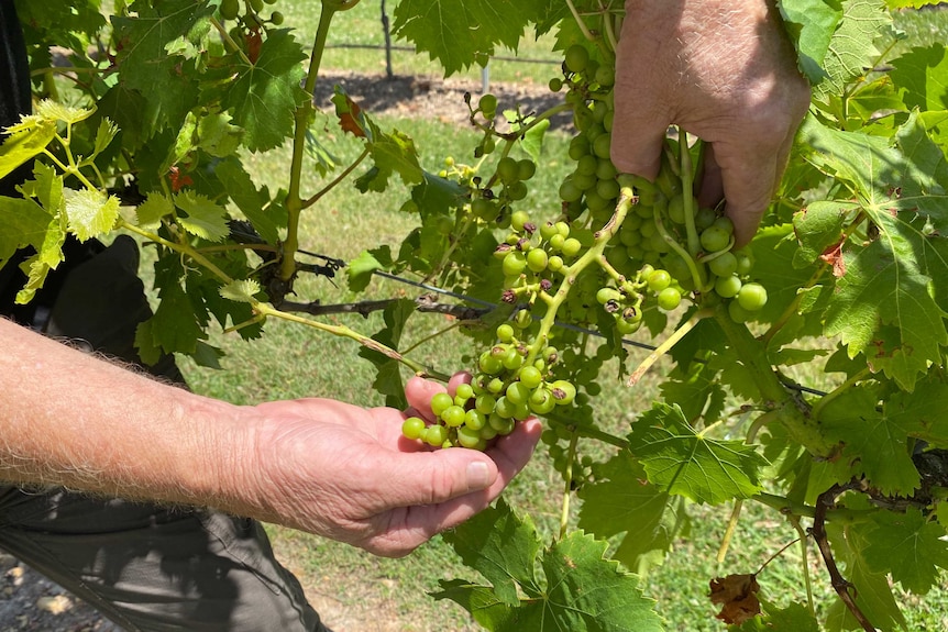 Damaged grapes on a vine.