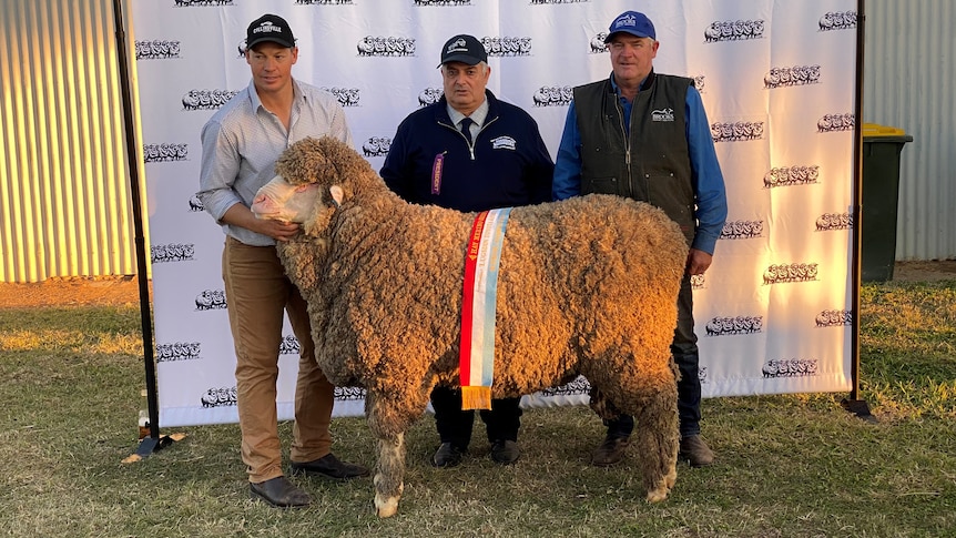 3 men stand behind the large ram after it won the title of Supreme Sheep at the Hay Sheep show. 