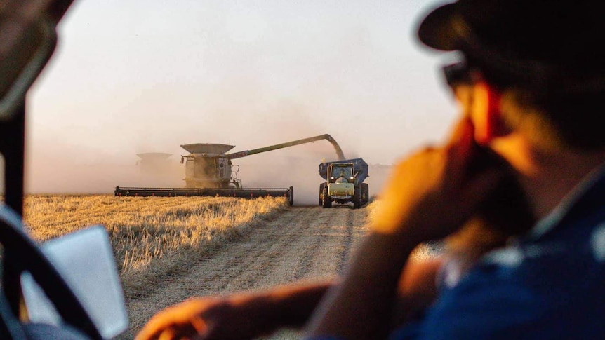 In the foreground slightly out of focus a farmer in a ute looks out the window. In the distance in focus a header offloads grain