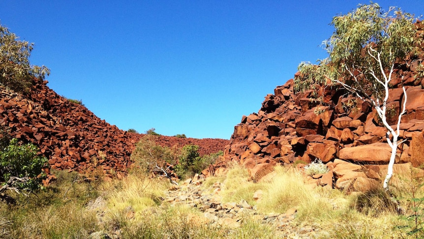 Arid Australian landscape with red rocks, a eucalyptus tree and creek.