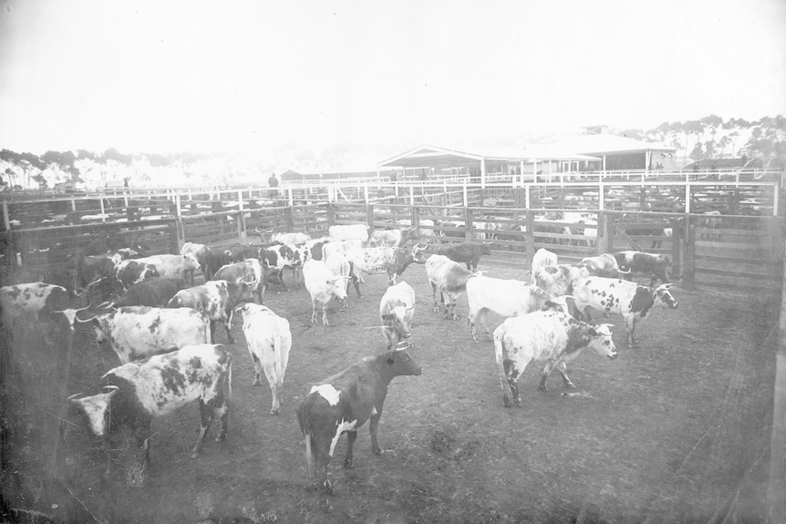 Curious Adelaide cattle yards