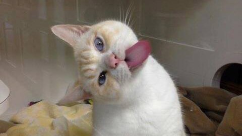 A cat turns its head sideways, poking its tongue out.