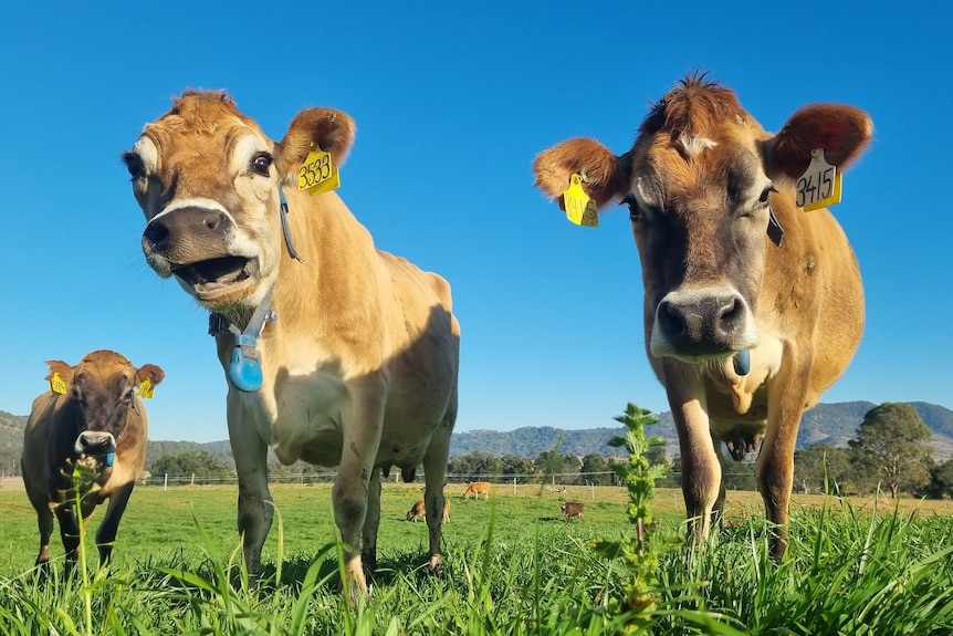 Three cows looking at camera, shot from the ground looking up, with a perfect blue sky behind. middle cow pulls funny face