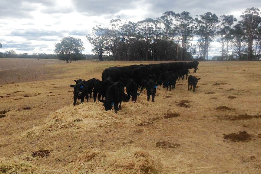 Beef cattle eating hay in a paddock