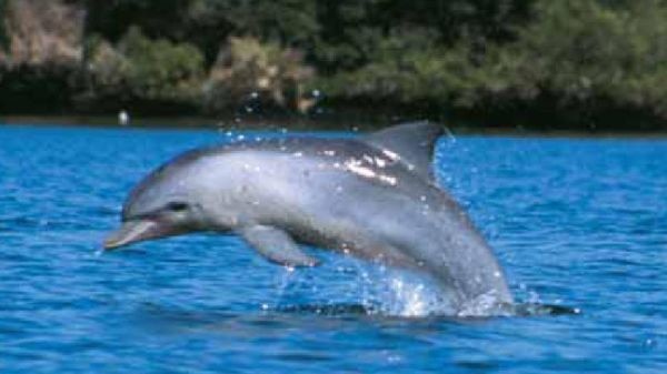 Broome councillors voted unanimously to end its sister city relationship over the annual dolphin cull.