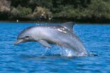 Broome councillors voted unanimously to end its sister city relationship over the annual dolphin cull.
