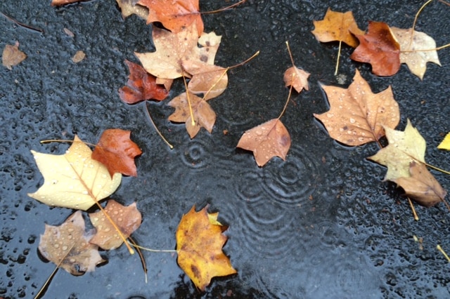 Autumn leaves and rain drops fall on puddle