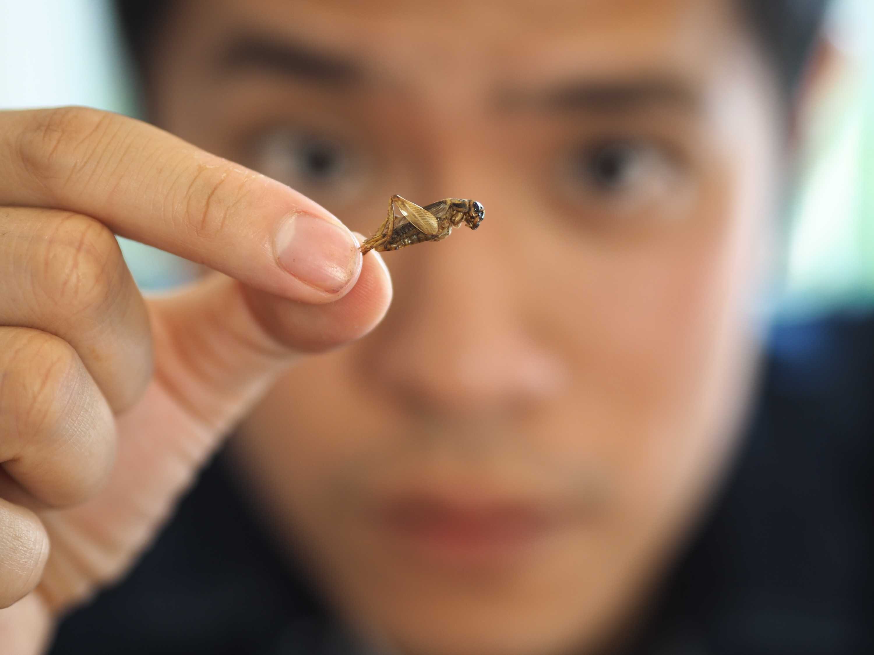 Cricket stir fry: Are you ready to eat insects for lunch?