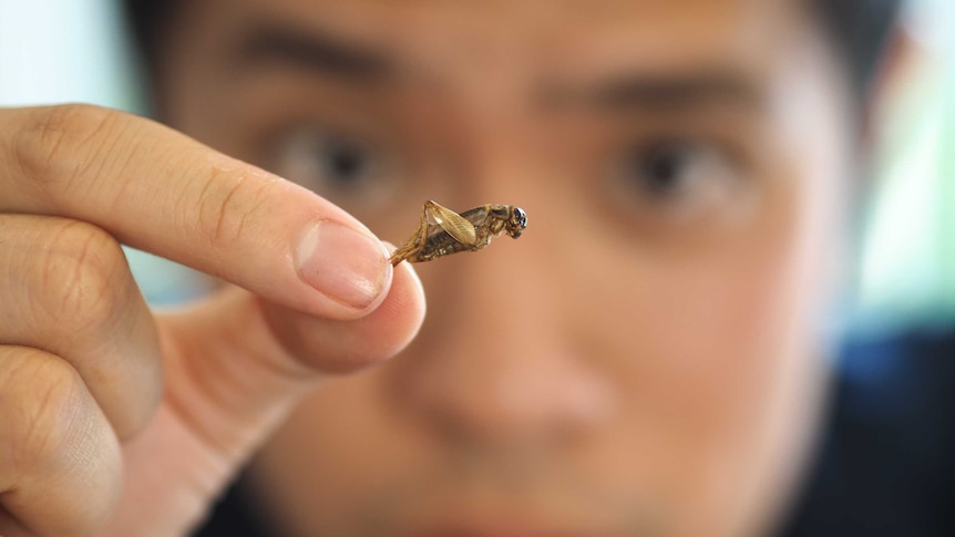 A man, face out of focus, holds a dried grasshopper in his fingertips.