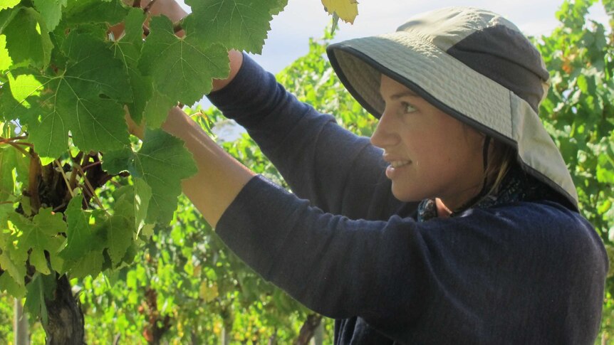 worker Kate Fennel picking chardonnay grapes in a vineyard on Tasmania's east coast