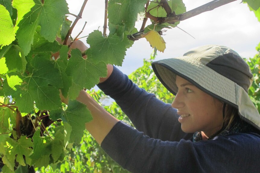worker Kate Fennel picking chardonnay grapes in a vineyard on Tasmania's east coast
