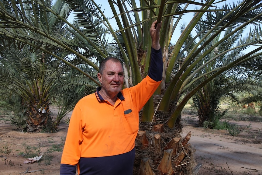 A man in a high-vis shirt leans on the branch of a a date palm.