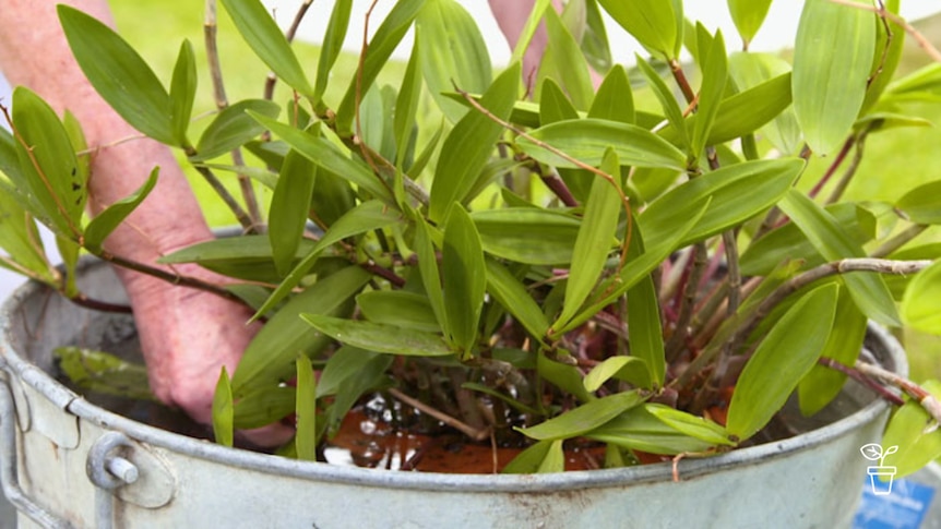 Plant being dunked in pot of water