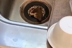 The head of an eastern brown snake sticks through the plug hole of a kitchen sink.