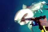 Bull shark attacks man